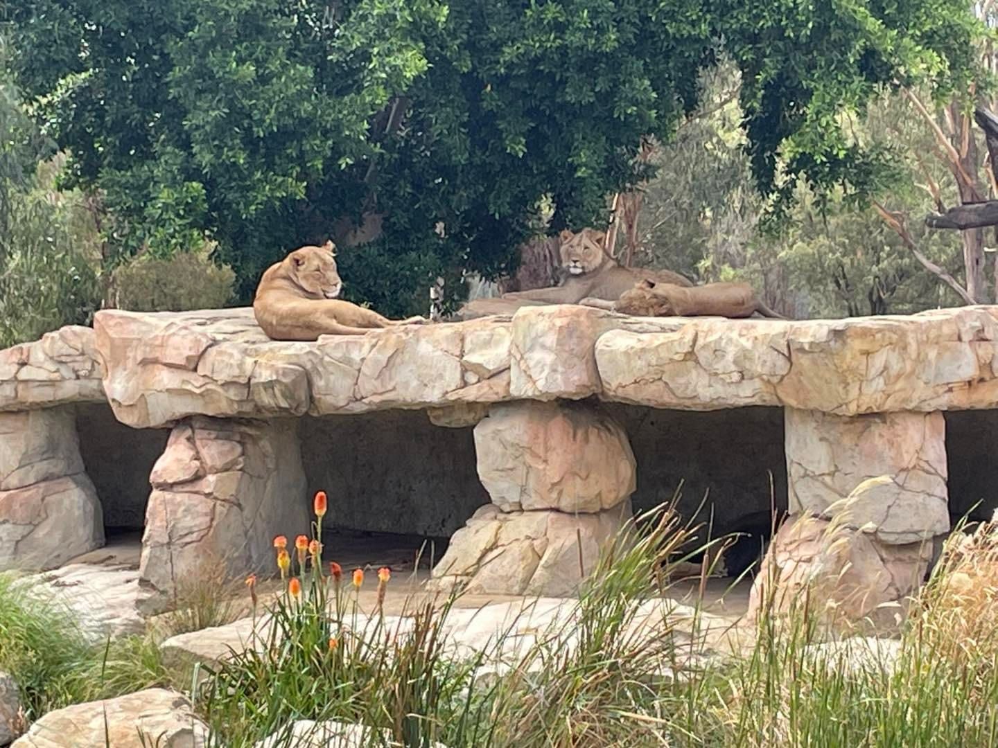 Dubbo Zoo 2025 Image -67de0491554fa